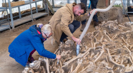 Újabb tömegsír feltárása kezdődött meg Mohácsnál