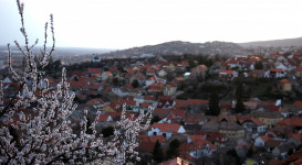 Piknik a mandulafánál a győzelem megünneplésére