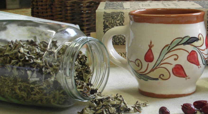 A Planta tea nyomában régen és ma