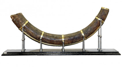 A pécsi mamut jobb oldali agyara – egy múzeumi preparátum története